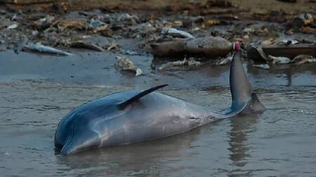 153 delfines rosados y tucuxis fueron hallados muertos en el Amazonas. Foto: Instituto Mamirauá