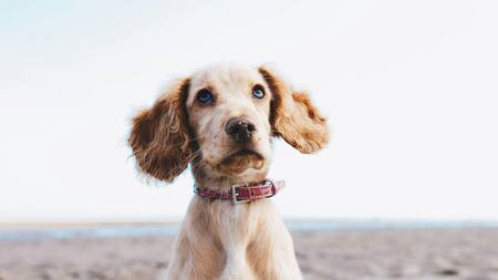 Perro. Foto Unsplash.