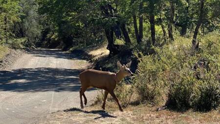 Apareció un huemul en el Parque Nacional Lanín tras 30 años de ausencia. Foto argentina.gob.ar