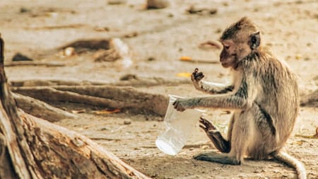 Animales, deforestación, contaminación. Foto: Unsplash