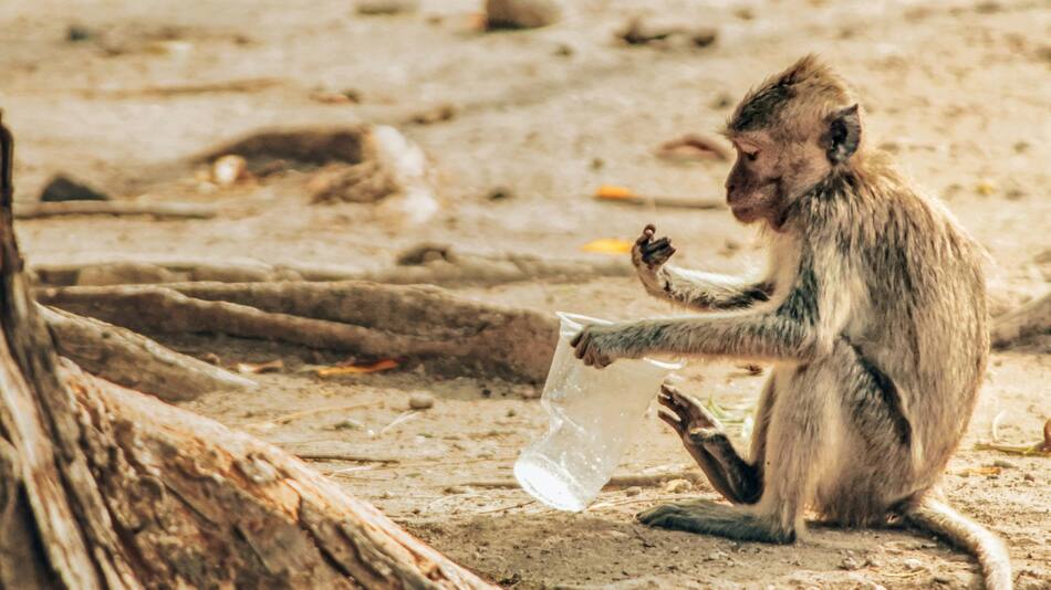 Animales, deforestación, contaminación. Foto: Unsplash