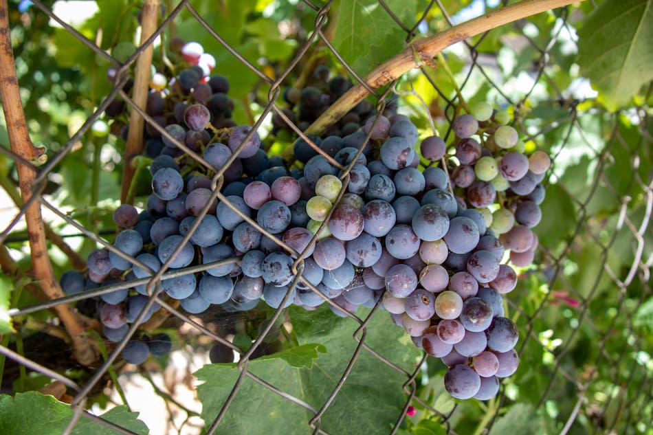 Uvas. Foto Alamy