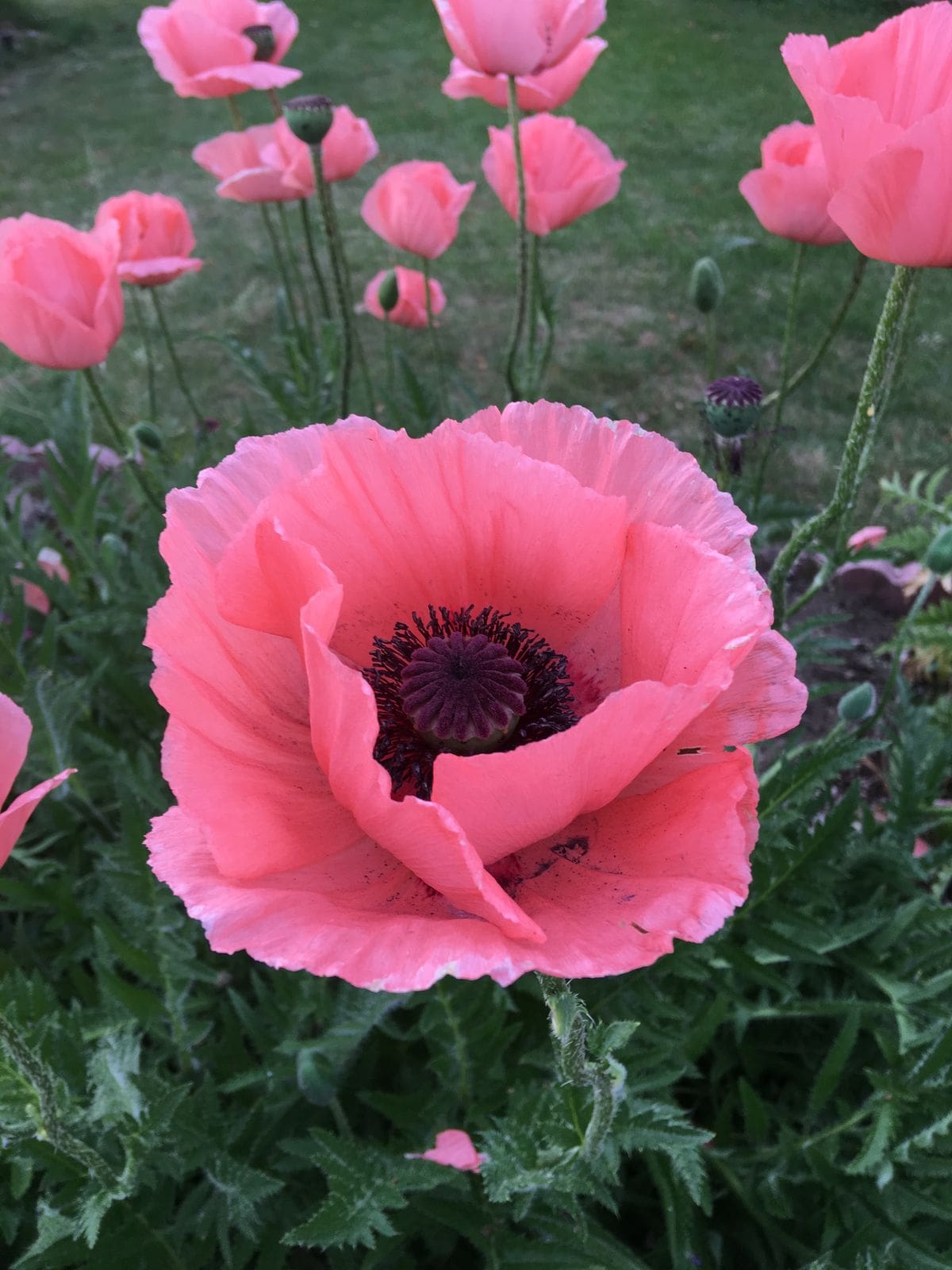 La amapola es una flor asociada con la esperanza, la renovación y los nuevos comienzos.