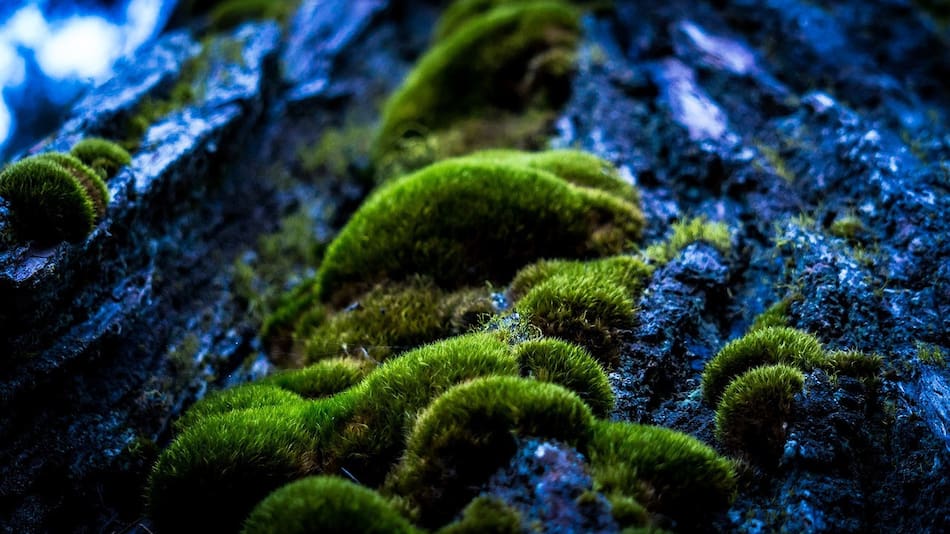 Musgo. Foto: Pexels.