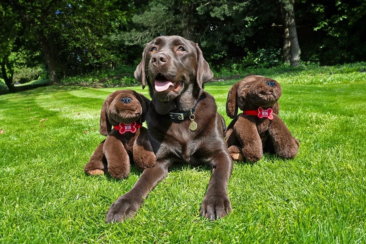 La labradora color chocolate se convirtió en una de las integrantes más queridas del club inglés, donde disfruta de un menú preparado por los cocineros y comparte tiempo con los futbolistas, quienes la reciben con besos y abrazos durante sus visitas.
