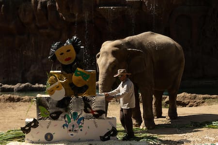 Elefanta trompita. Foto: EFE.