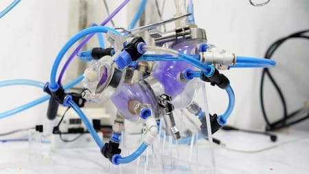 Estómago artificial. Foto: gentileza UNAM Global