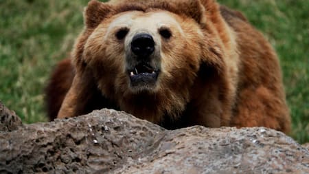 El oso pardo causa graves daños en Rumania. Foto EFE.