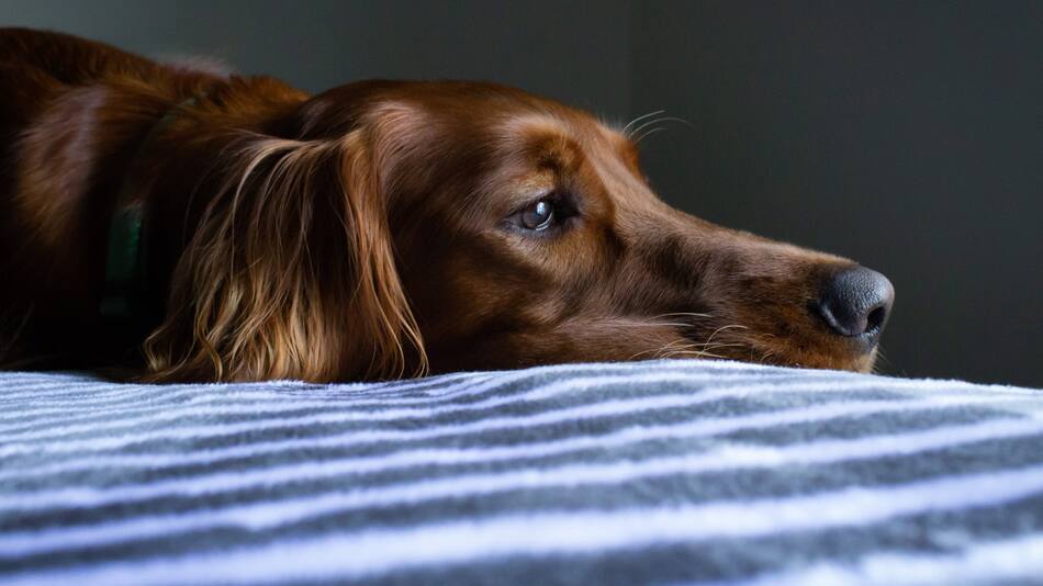 Perros. Foto: Unsplash