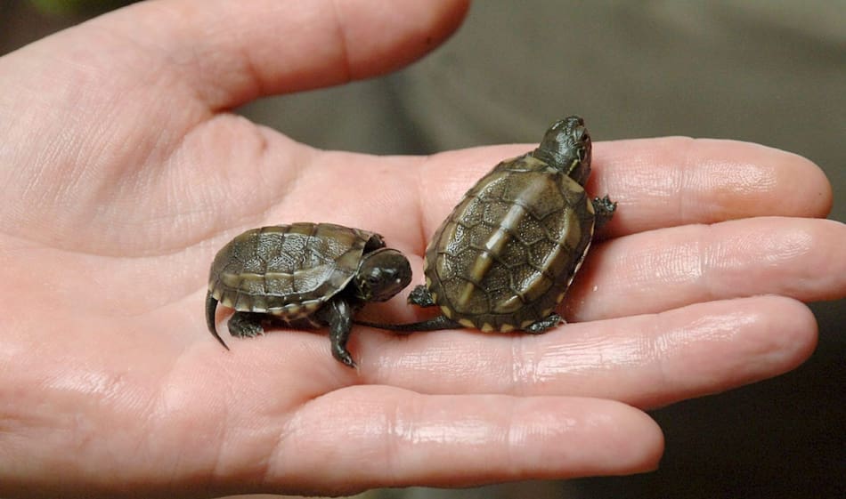 Tortugas de río. Foto: EFE