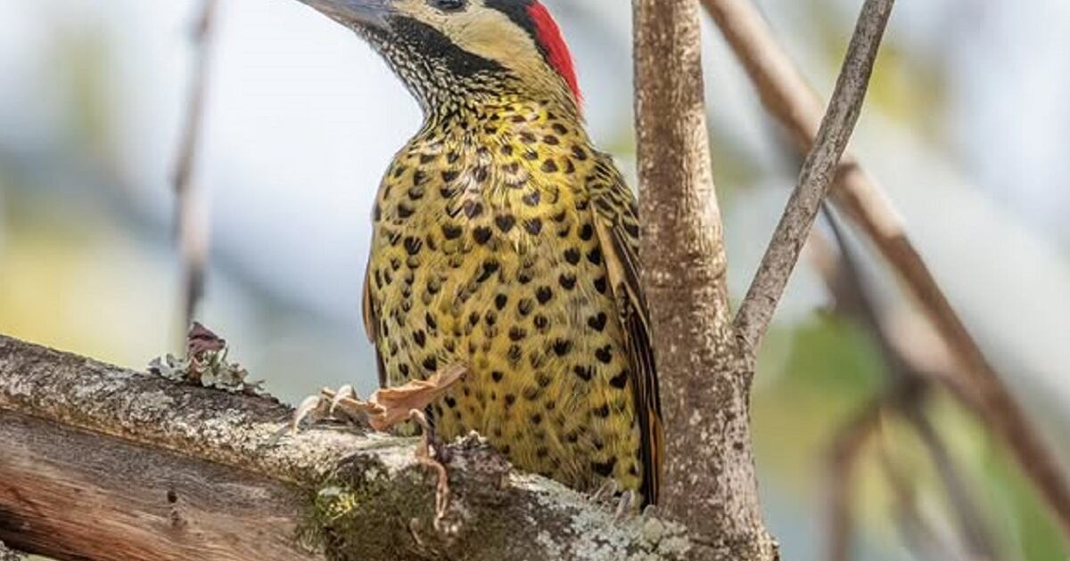 Pajaro Ralo Ejemplar único y viral: el curioso pájaro carpintero que tiene manchas ...