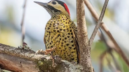 El llamativo pájaro carpintero con manchas de corazón en su plumaje.