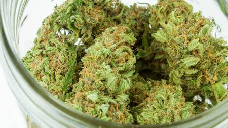 Cannabis medicinal. Foto: Unsplash