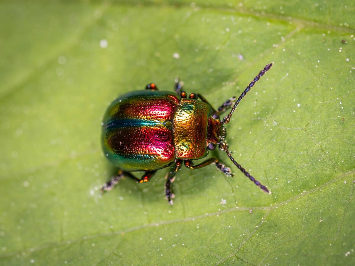 Escarabajo. Foto: Pexels.