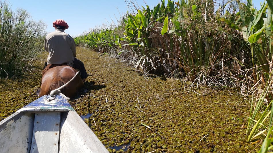 Los Esteros del Iberá en Corrientes. Foto: X