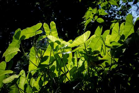 Las plantas necesitan de la fotosíntesis para sobrevivir. Foto: Unsplash