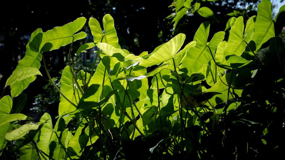 Las plantas necesitan de la fotosíntesis para sobrevivir. Foto: Unsplash