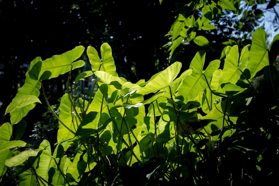 Las plantas necesitan de la fotosíntesis para sobrevivir. Foto: Unsplash