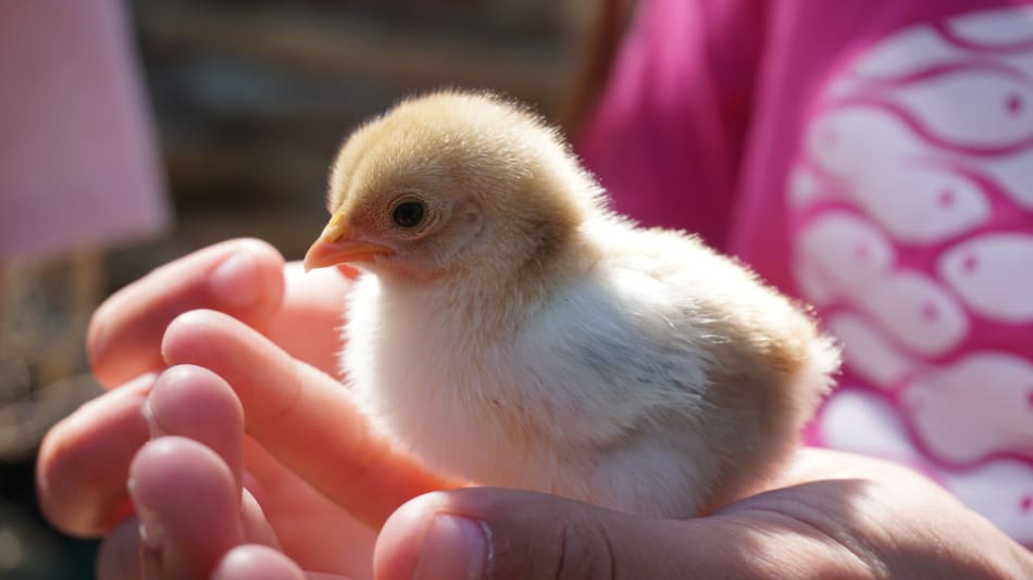 Pollito. Foto: Unsplash.