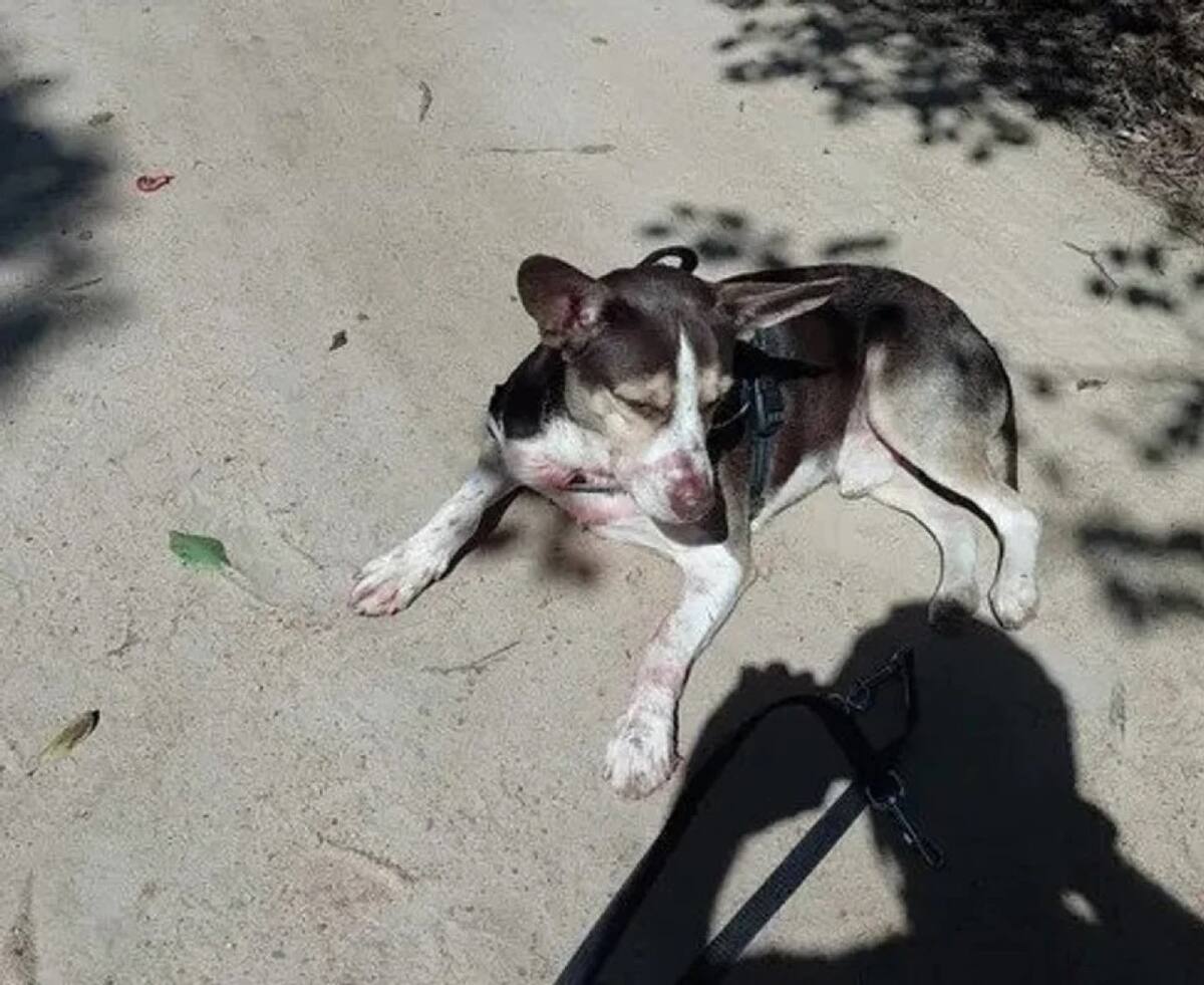 Perro de la joven argentina asesinada en Buzios con restos de sangre de la joven. Foto: NA.
