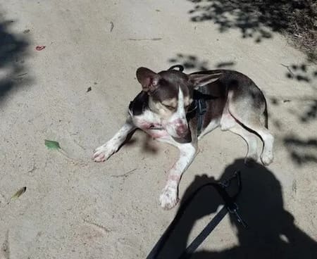 Perro de la joven argentina asesinada en Buzios con restos de sangre de la joven. Foto: NA.