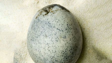 Huevo de la época del imperio romano. Foto: X.