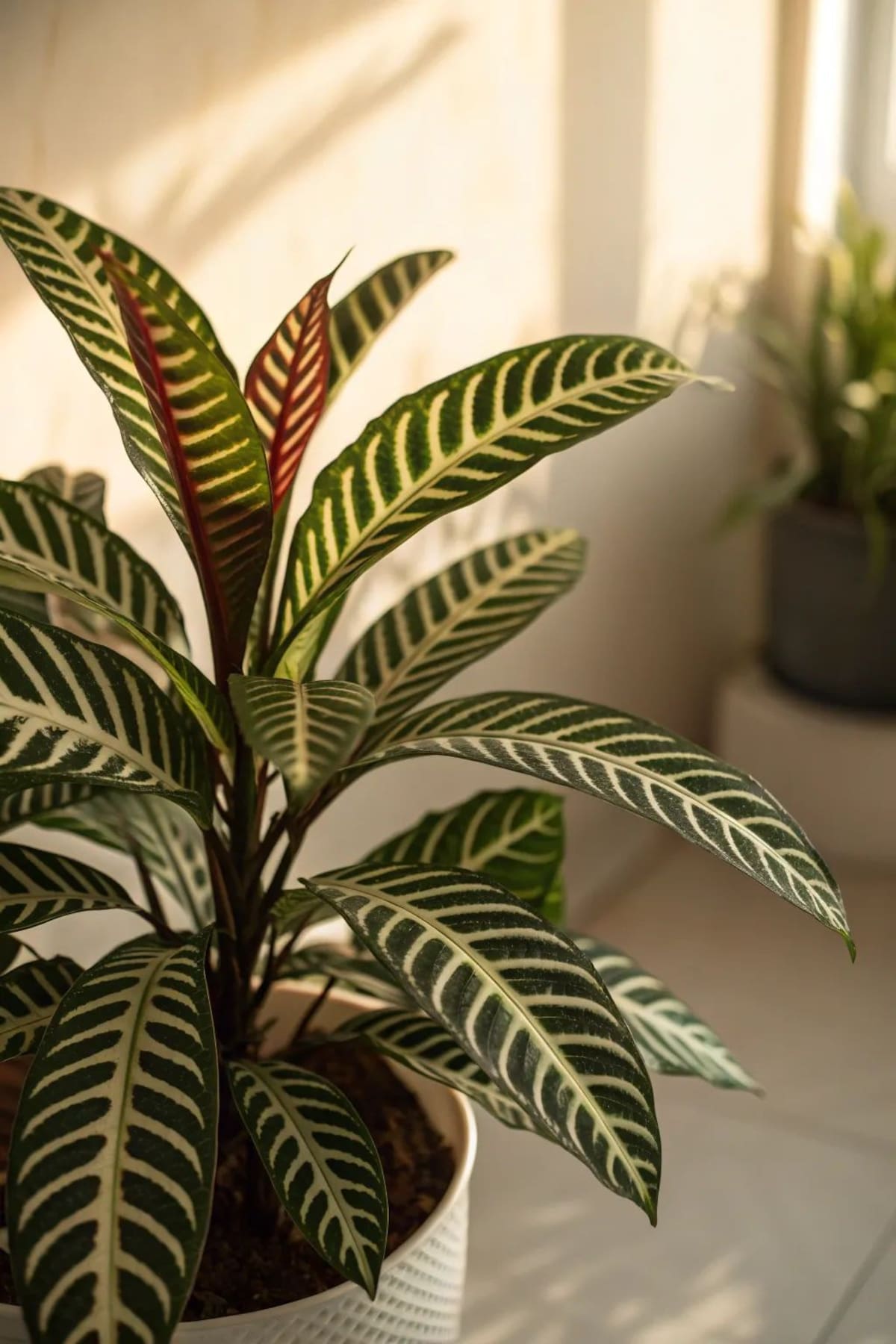 Dónde poner la planta cebra según el Feng Shui