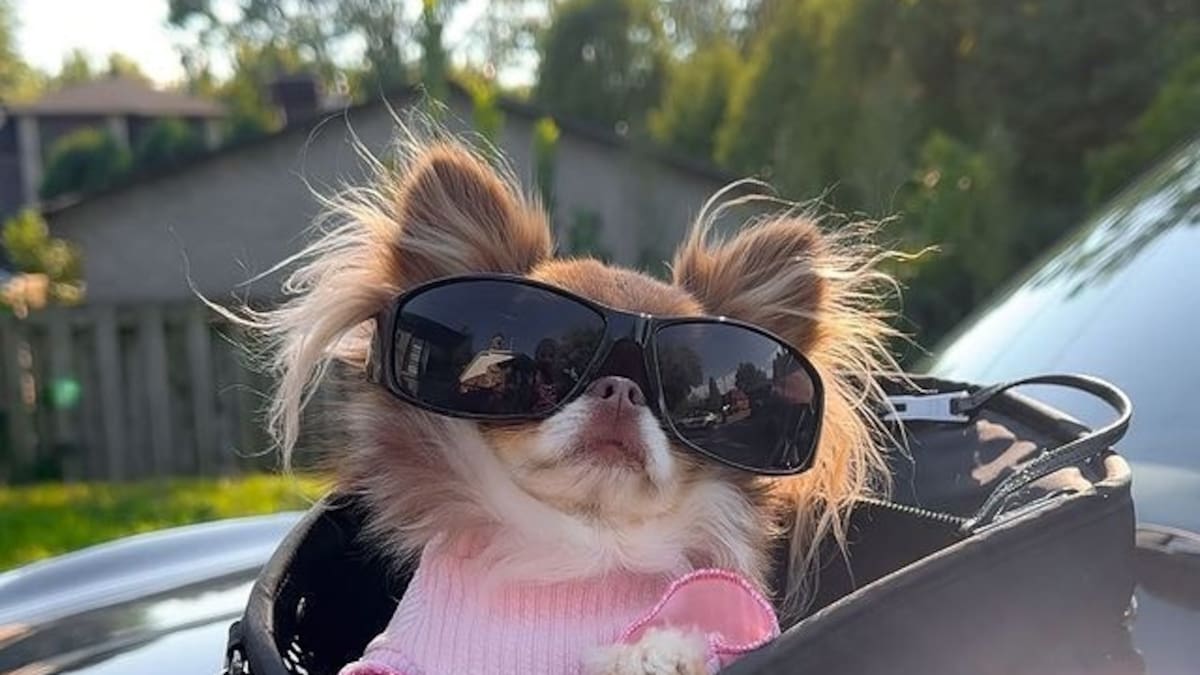 Perritos de razas pequeña