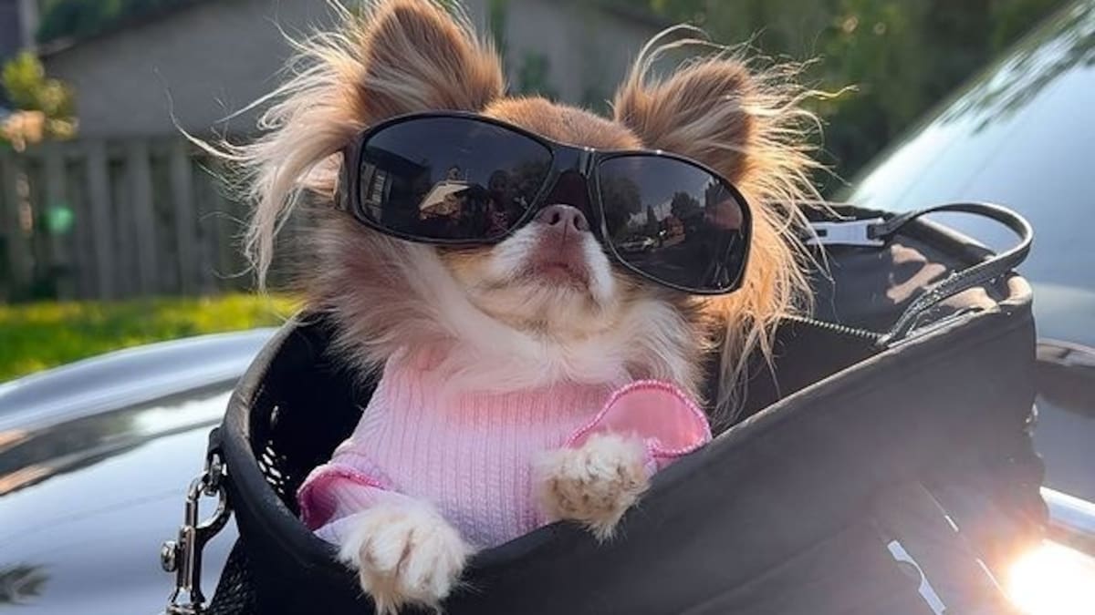 Enamoran por su tamaño y personalidad: las 5 razas de perros que parecen cachorros toda la vida