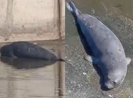 Apareció un lobo marino en un arroyo de La Plata. Foto captura NA