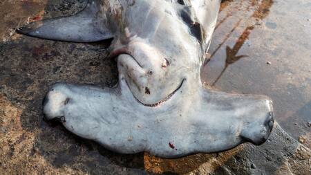 Tráfico ilegal de animales. Foto: Reuters.