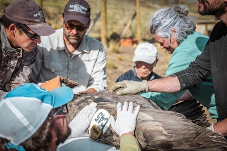 Liberación de cóndores en Chile. Foto: EFE