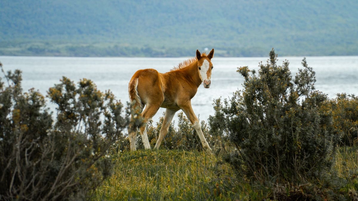 Buscan voluntarios para cuidar caballos a cambio de hospedaje en Ushuaia.