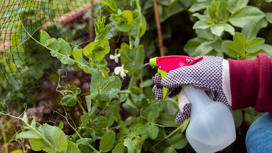 Remedios caseros para tus plantas