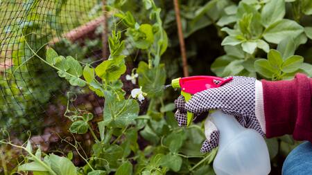 Remedios caseros para tus plantas