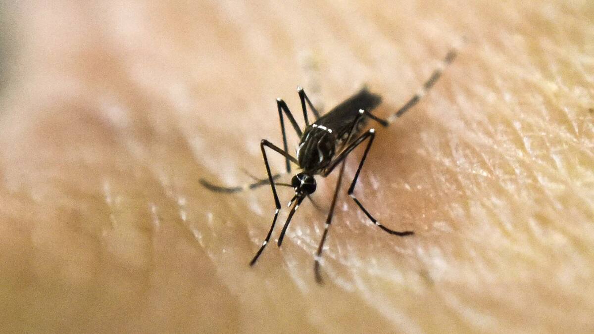 Mosquito; dengue. Foto: NA.