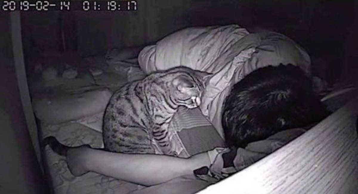 Viral, gato