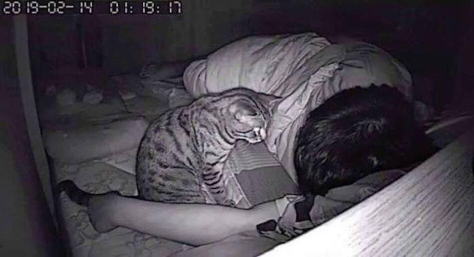 Viral, gato