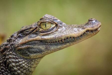 Reptil, cocodrilo, animales. Foto: Unsplash