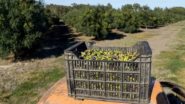 La Ruta del Olivo bonaerense, una opción repleta de plantaciones y gastronomía a pocos kilómetros de CABA