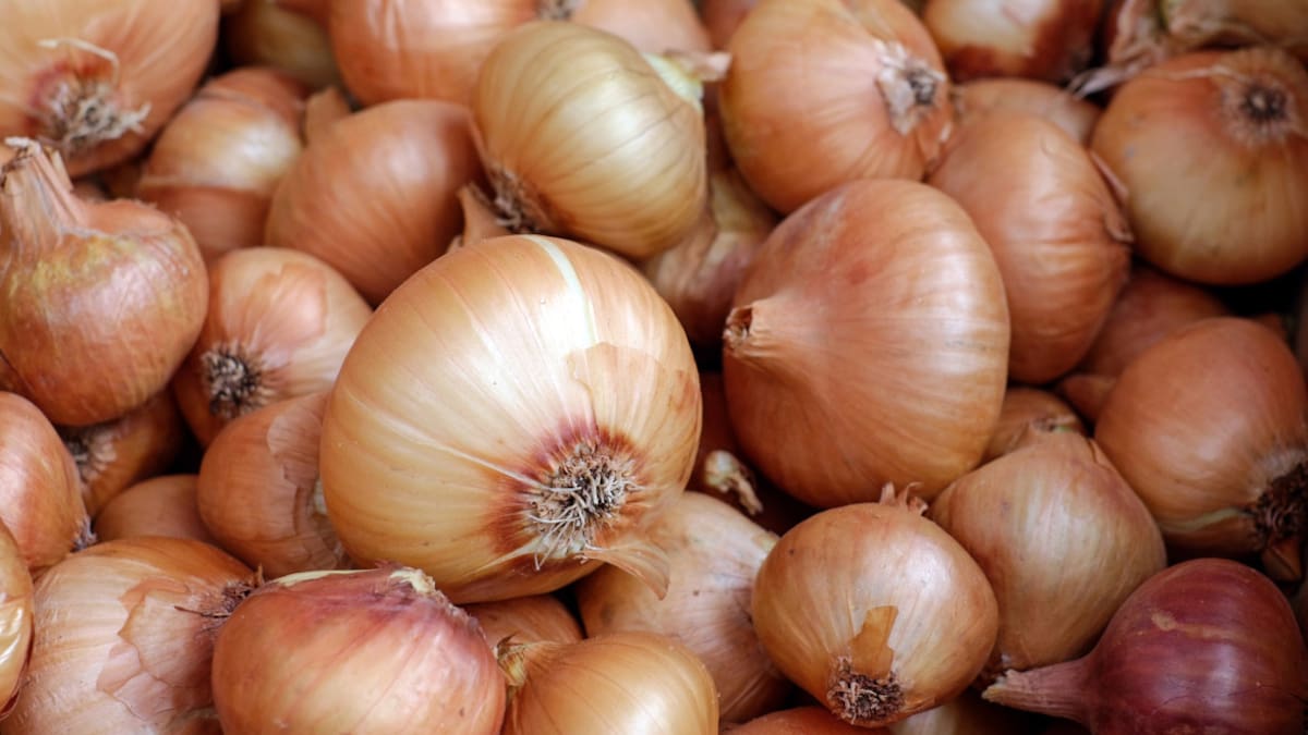 Cebollas. Foto: Unsplash.
