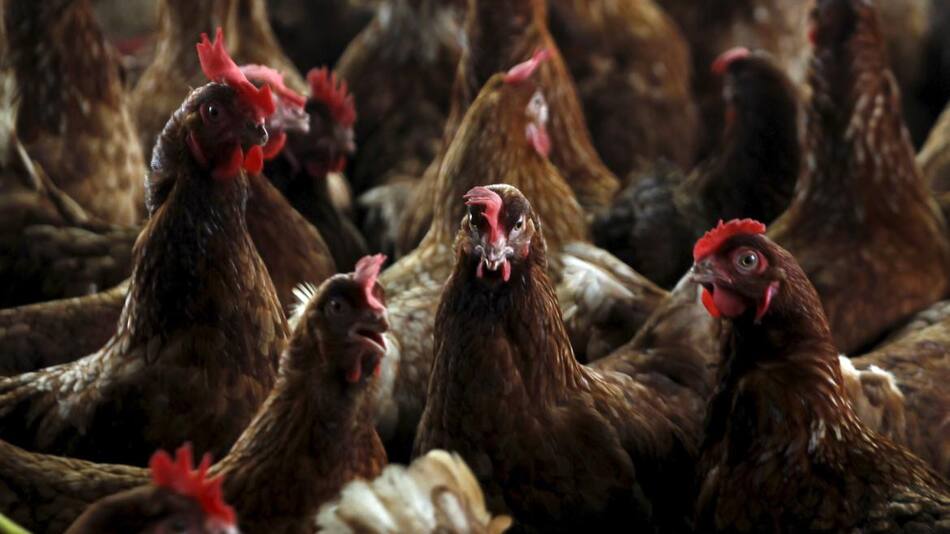 Gripe aviar. Foto: REUTERS.