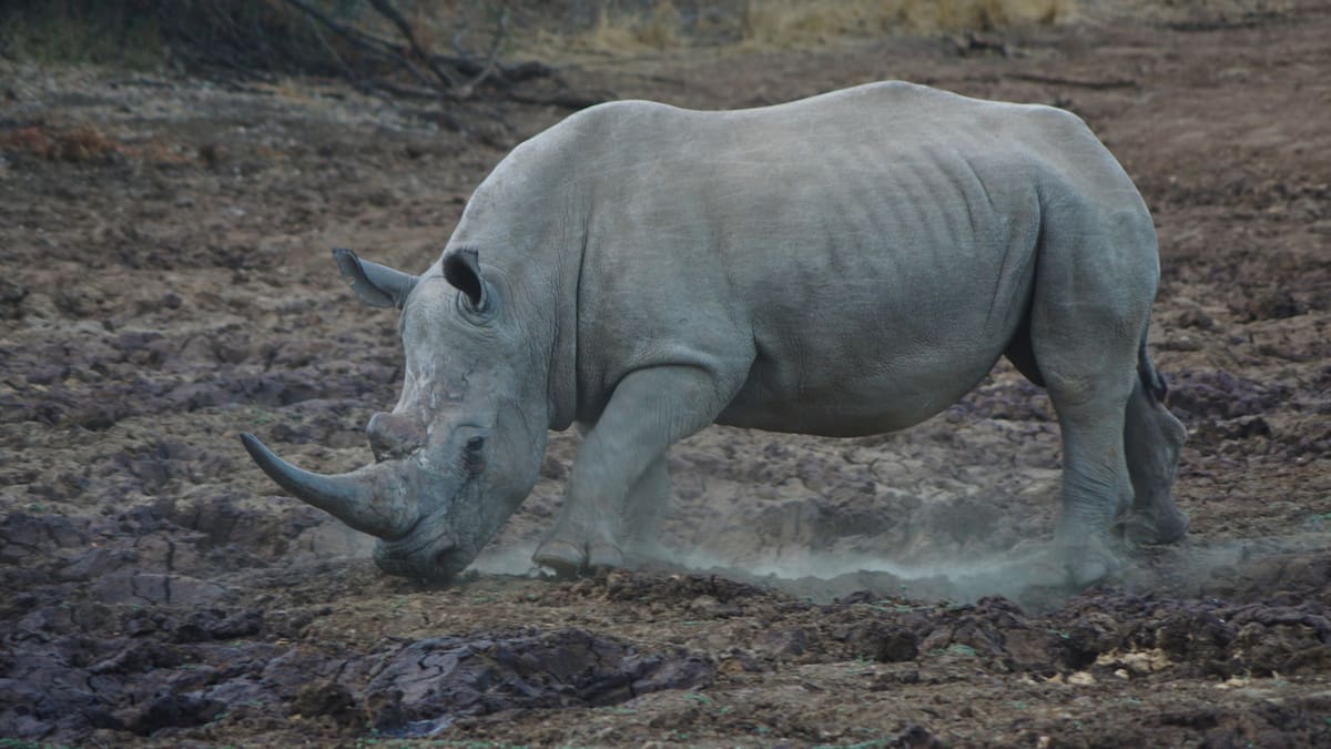 Tráfico de animales en Sudáfrica. Foto Unsplash.