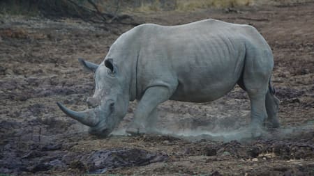 Tráfico de animales en Sudáfrica. Foto Unsplash.