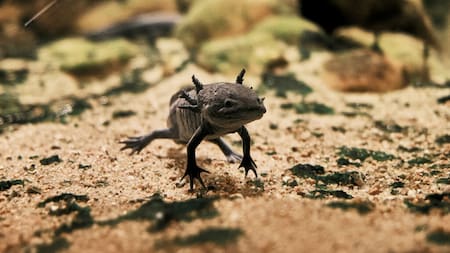 Ajolote mexicano. Fuente: Fundación UNAM