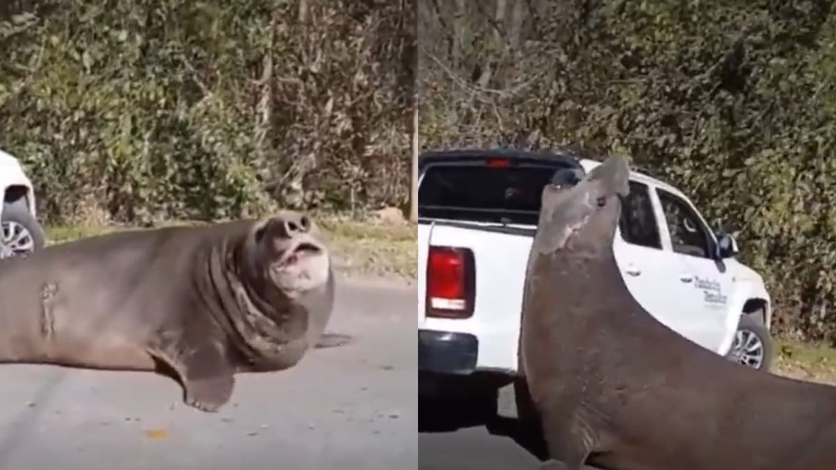Increíble operativo para salvar a un elefante marino de 1.200 kilos que apareció en Ensenada: los videos de la hazaña