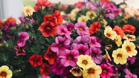Petunias. Foto: Unsplash.