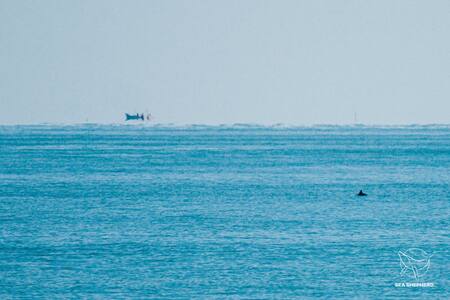 Avistamiento de la aleta de una vaca marina. Foto: Twitter OnceNoticiasTV