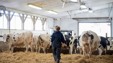 Gripe aviar. Foto: Reuters.