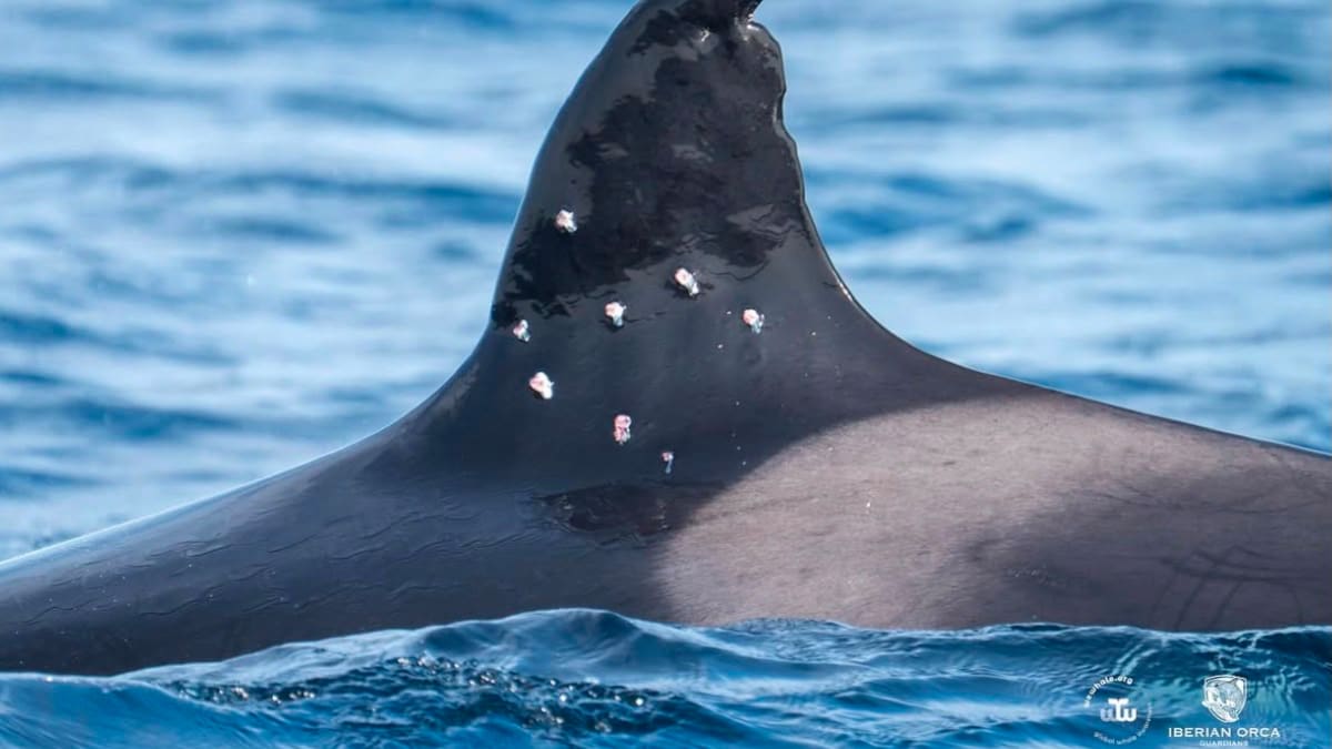 Investigan un grave ataque contra “La Abuela”, la orca más longeva del Estrecho de Gibraltar: recibió impactos de perdigón en su aleta